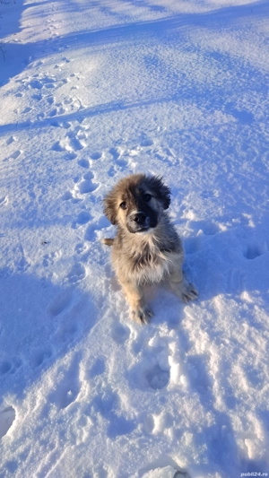 căței Ciobănești 