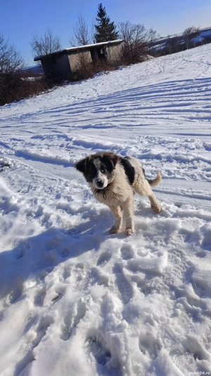 căței Ciobănești  - imagine 3