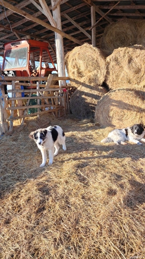 căței Ciobănești  - imagine 4