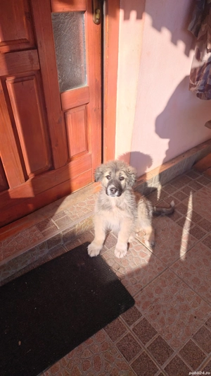 căței Ciobănești  - imagine 2