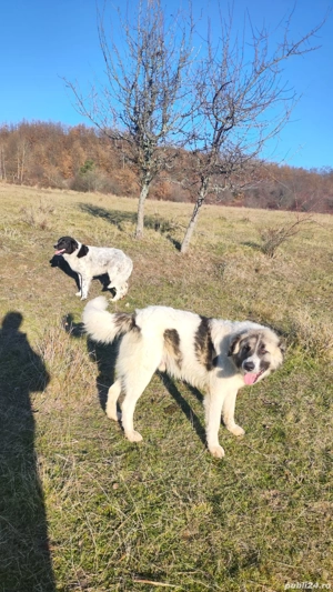 căței Ciobănești  - imagine 5