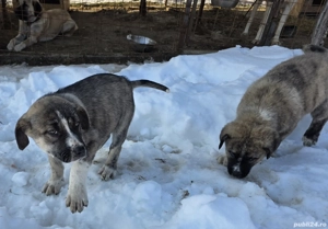 Pui de vanzare - metis asia centrala cu kangal - imagine 4