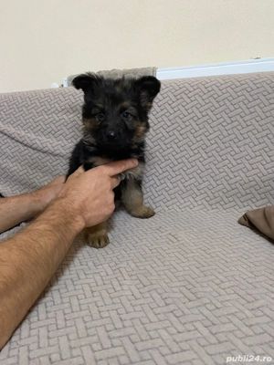 Căței ciobănesc german  - imagine 4