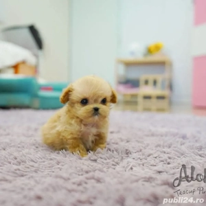 maltipoo pudel mini you  poodle toy 