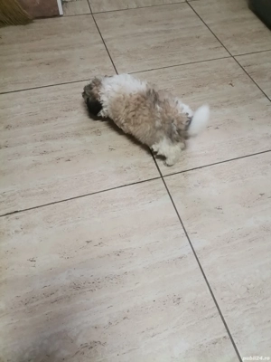 De vânzare bishon 8 sapt - imagine 3