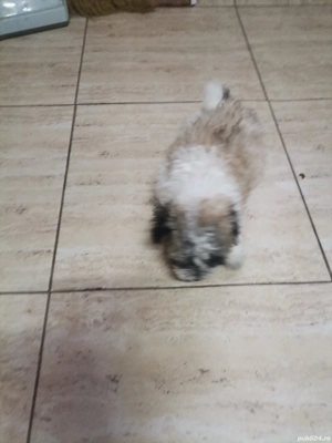 De vânzare bishon 8 sapt - imagine 2