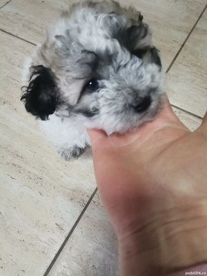 De vânzare bishon 8 sapt - imagine 5