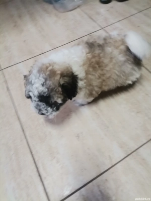 De vânzare bishon 8 sapt - imagine 4