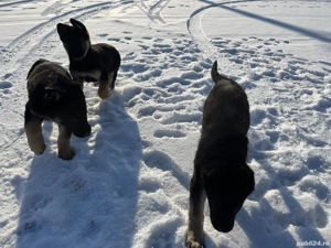 Pui ciobanesc german ( caine lup ) , 2 luni , Roman - imagine 5