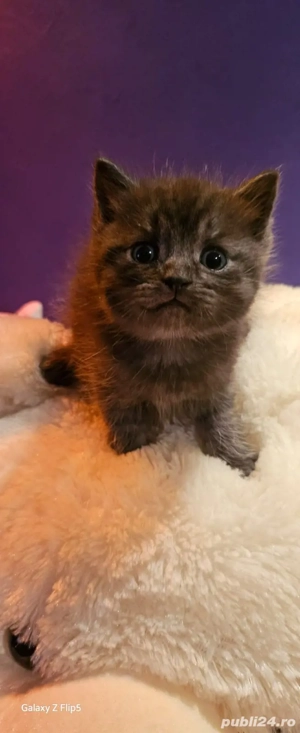 british tigrat  3lunite