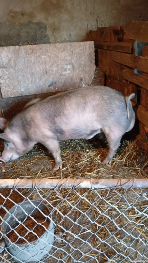 vând ver petrean - imagine 3