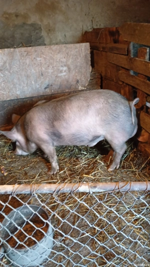 vând ver petrean - imagine 2