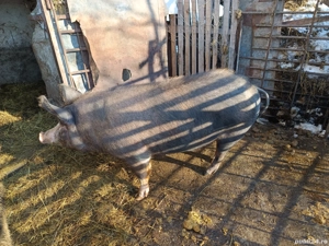 porc de vânzare 