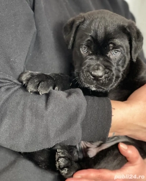 Mascul Cane Corso gri, negru 2 luni - imagine 2