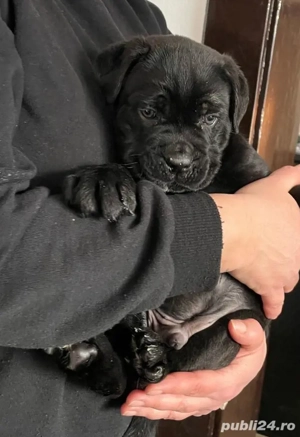 Mascul Cane Corso gri, negru 2 luni - imagine 4