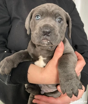 Mascul Cane Corso gri, negru 2 luni - imagine 5