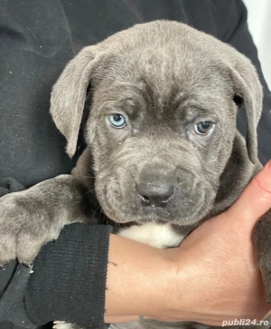 Mascul Cane Corso gri, negru 2 luni - imagine 3