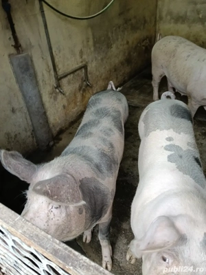 vind porci  in greutate de 170  de kg 