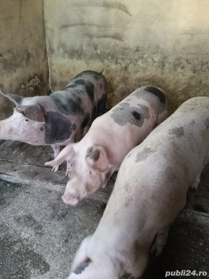vind porci  in greutate de 170  de kg  - imagine 2