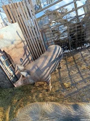 porc de vânzare  - imagine 2