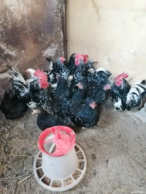 Gaini americane pitice - imagine 3