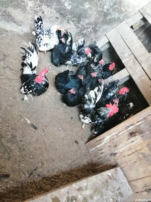 Gaini americane pitice - imagine 4