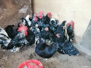 Gaini americane pitice - imagine 2