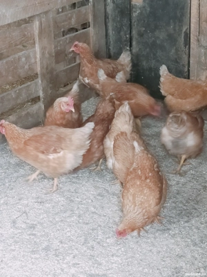 Gaini de vânzare  - imagine 5