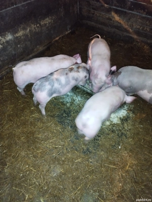 vand scrofite landras cu pietran