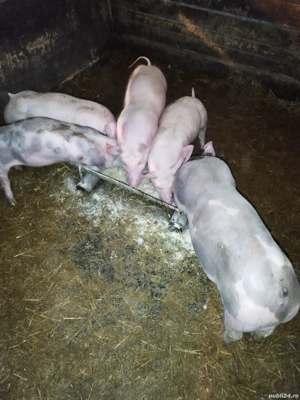 vand scrofite landras cu pietran - imagine 3