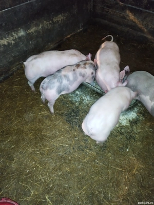 vand scrofite landras cu pietran - imagine 2