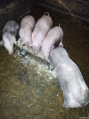 vand scrofite landras cu pietran - imagine 4