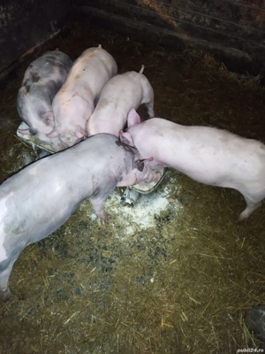 vand scrofite landras cu pietran - imagine 5