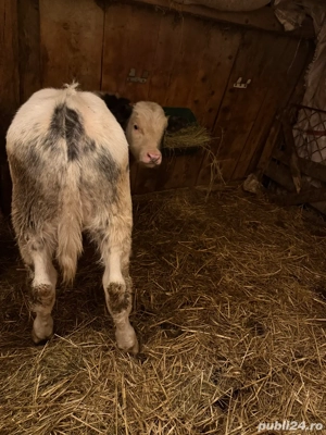 vand tauras belga - imagine 2