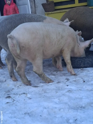 Vând șoldani Marele Alb cu Mangalița - imagine 3