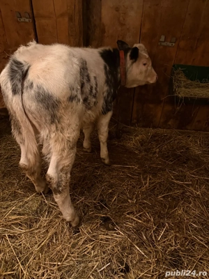 vand tauras belga - imagine 3