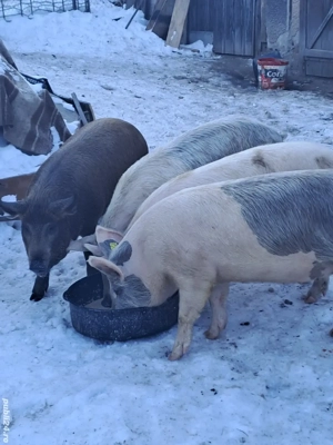 Vând șoldani Marele Alb cu Mangalița