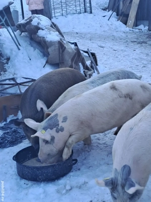 Vând șoldani Marele Alb cu Mangalița - imagine 2