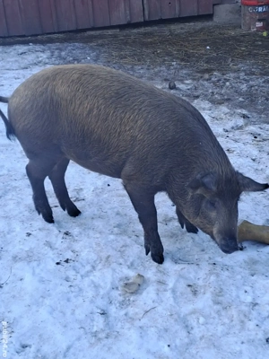 Vând șoldani Marele Alb cu Mangalița - imagine 4