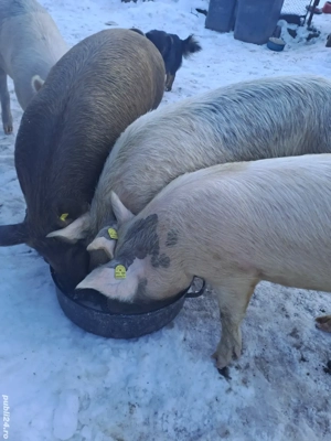 Vând șoldani Marele Alb cu Mangalița - imagine 5