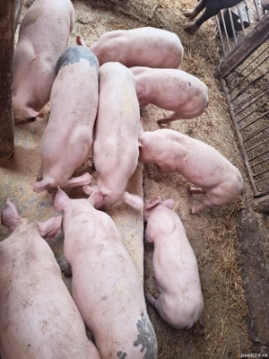 purcei rasa de vanzare