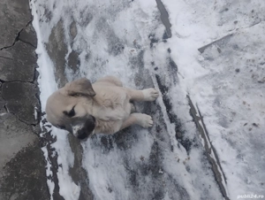 Vând cățel ciobănesc  - imagine 3