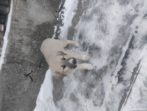 Vând cățel ciobănesc  - imagine 5