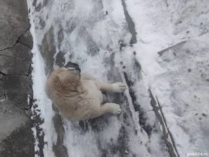 Vând cățel ciobănesc  - imagine 4