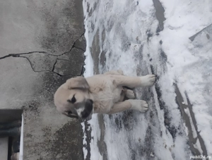 Vând cățel ciobănesc  - imagine 2