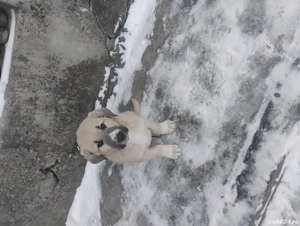 Vând cățel ciobănesc 