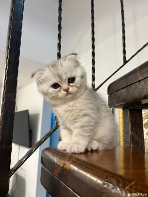 Pisicuta British schorthair tabby silver 