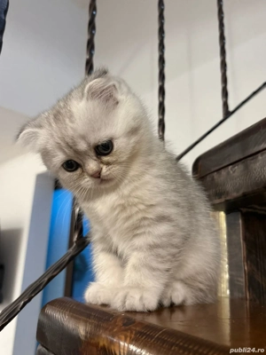 Pisicuta British schorthair tabby silver  - imagine 3