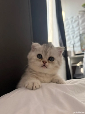 Pisicuta British schorthair tabby silver  - imagine 2