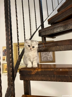 Pisicuta British schorthair tabby silver  - imagine 4